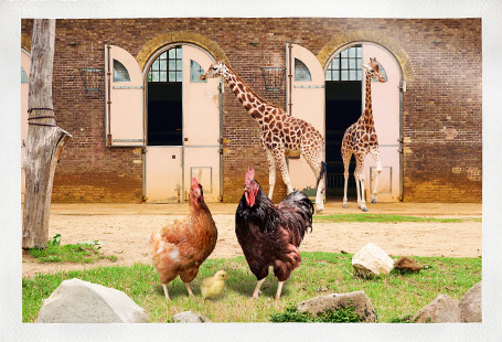 Chicken family visiting London Zoo