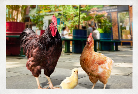 Chicken family visiting Neals Yard